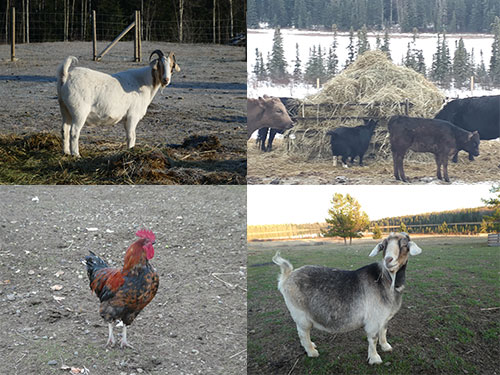 Photographies des animaux de la ferme