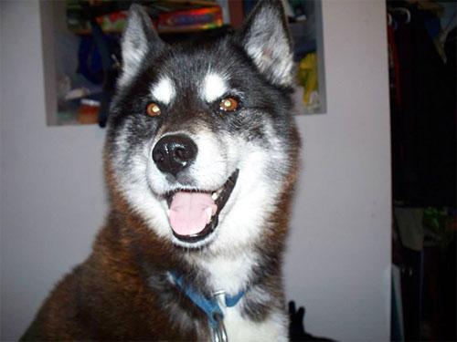 Photographie d'un Huskie Sibérien